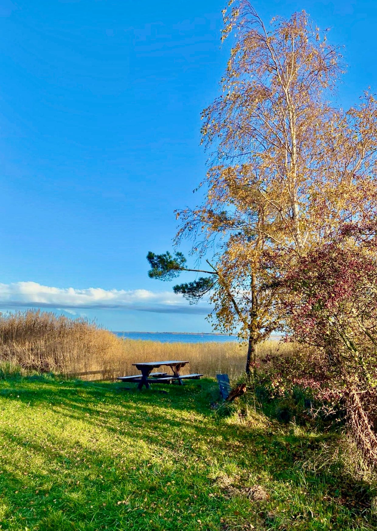 Postkarte Schilflandschaft am Bodden
