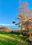 Postkarte Schilflandschaft am Bodden