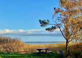 Postkarte Schilflandschaft am Bodden