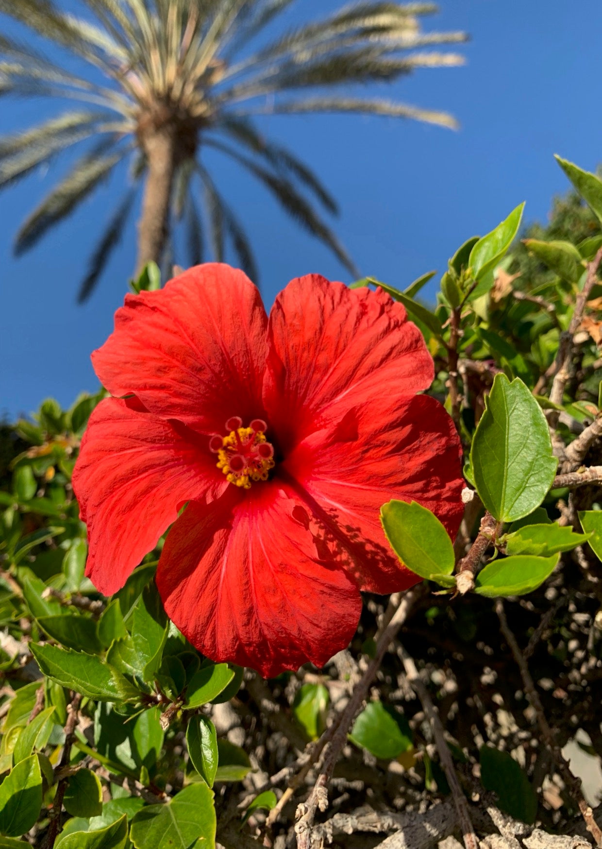 Postkarte Hibiskus
