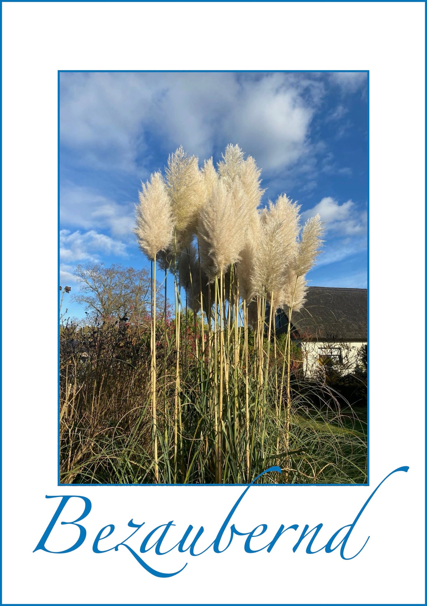 Postkarte Schilf