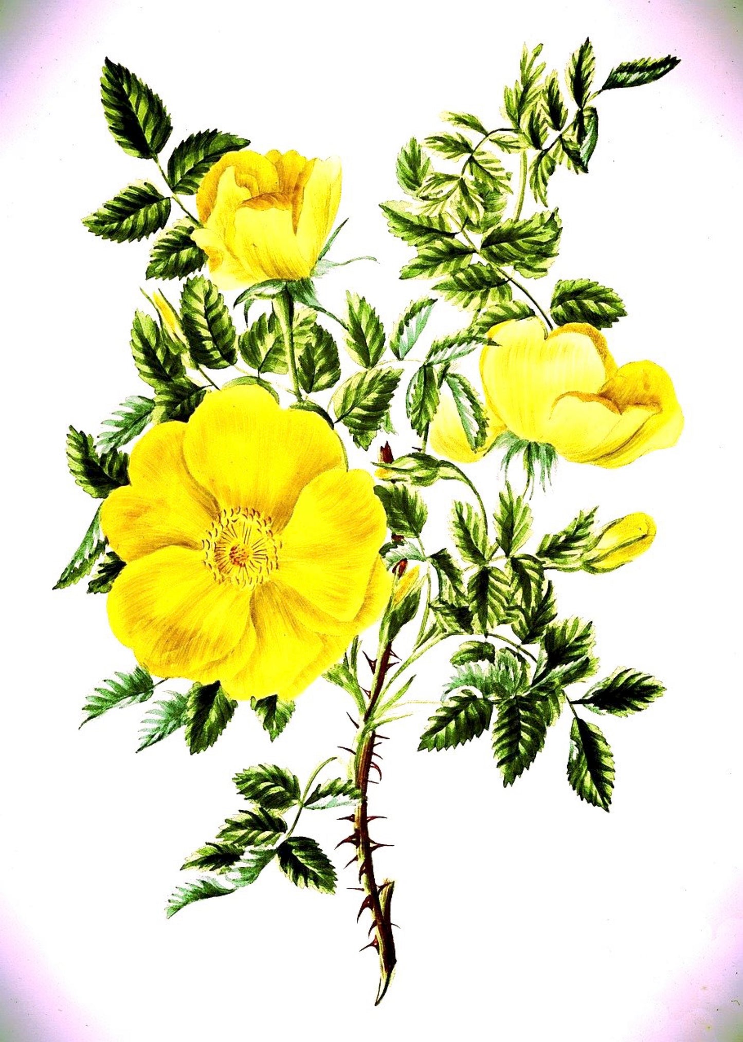 Notizbuch Rosen
