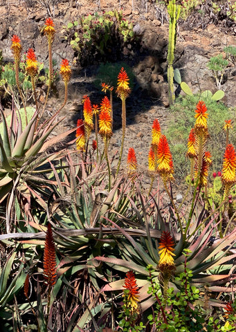 Postkarte Aloe Vera