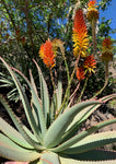 Postkarte Aloe Vera - einzeln