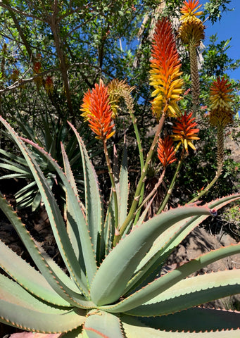 Postkarte Aloe Vera - einzeln