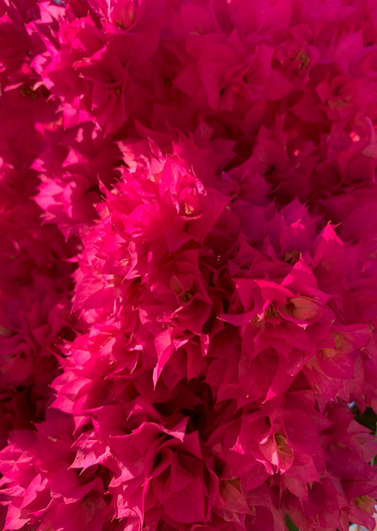 Postkarte Bougainvillea