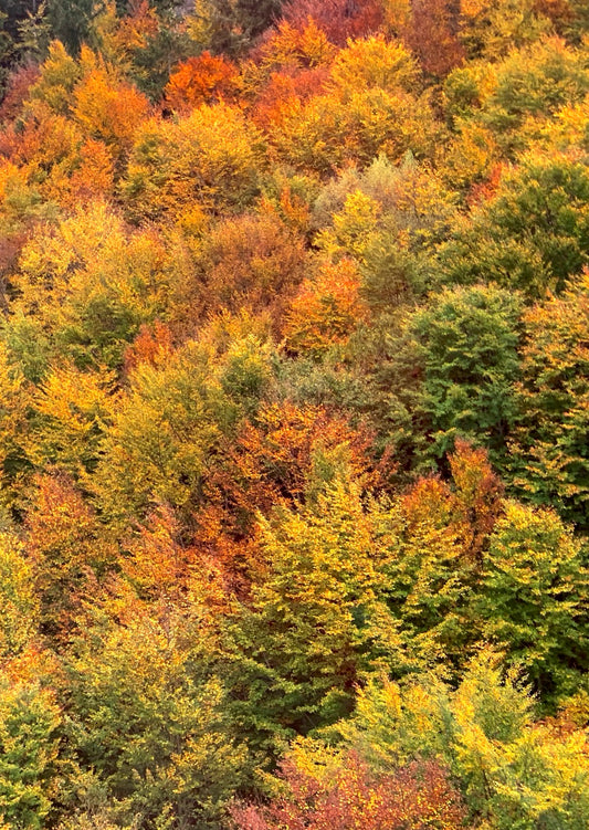 Postkarte Goldener Herbst