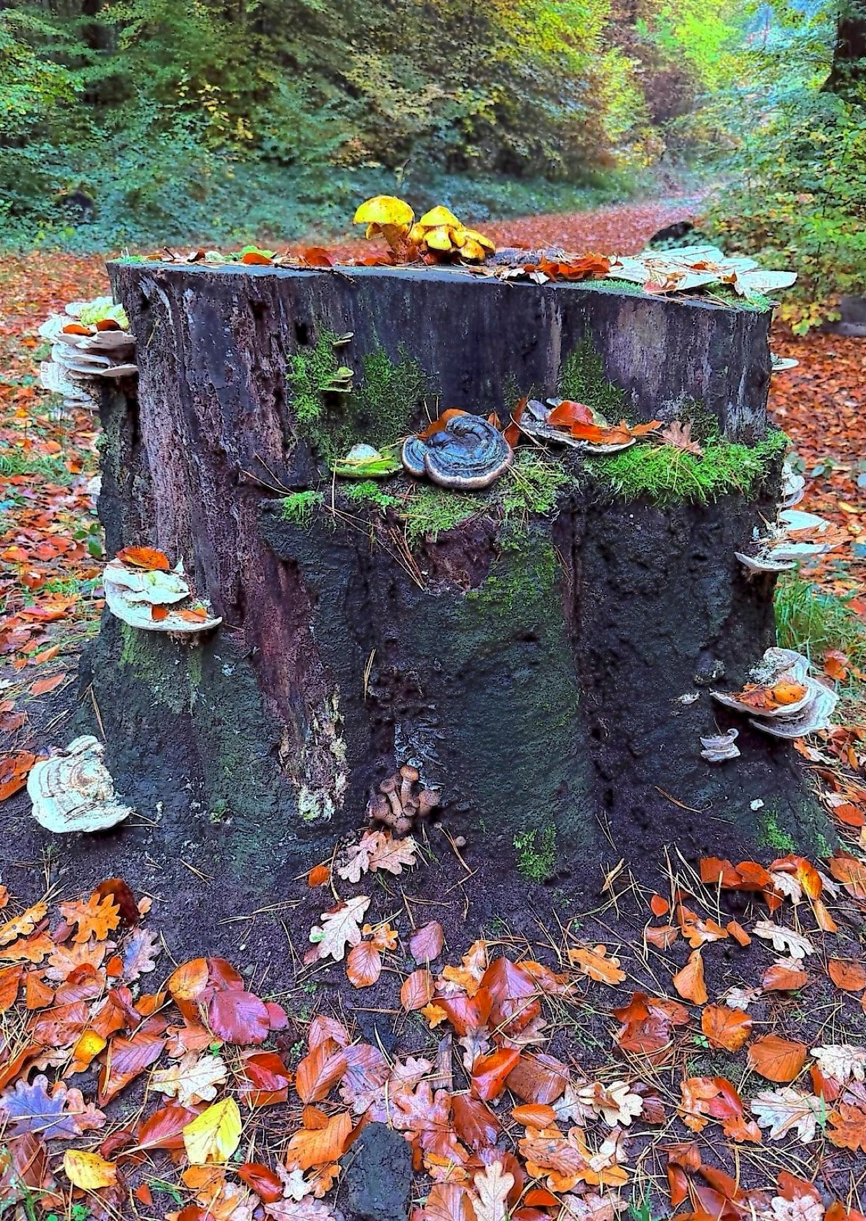 Herbstlicher Baumstamm