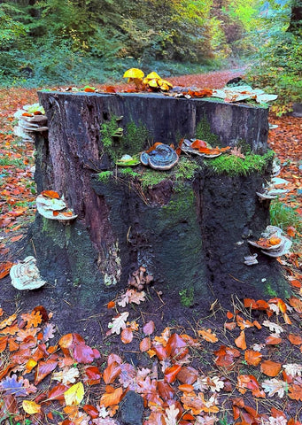Herbstlicher Baumstamm