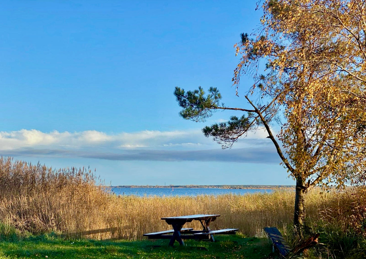 Postkarte Schilflandschaft am Bodden