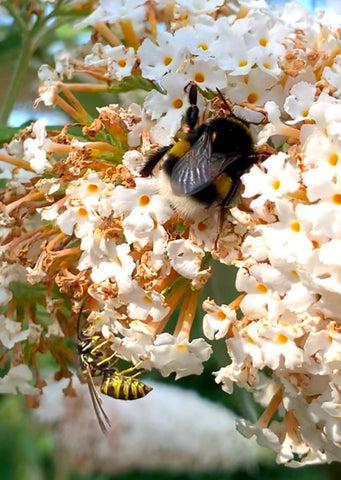 Postkarte Hummel und Wespe auf Sommerflieder