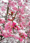 Postkarte Kirschblüte mit Schnee