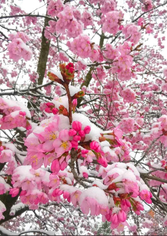 Postkarte Kirschblüte mit Schnee