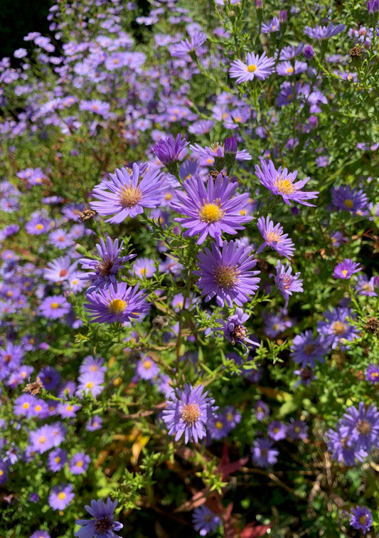 Postkarte Aster