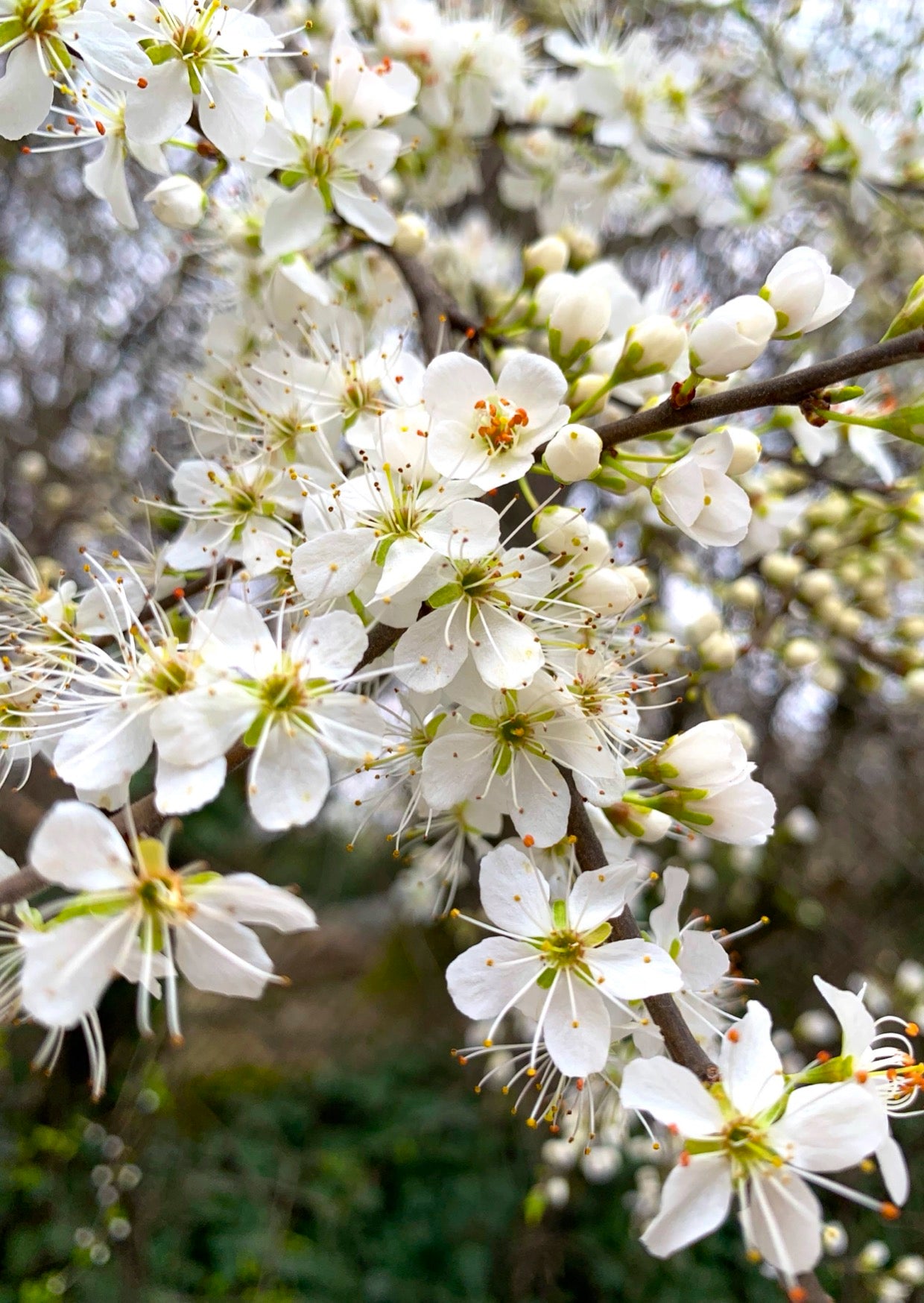 Postkarte Frühling