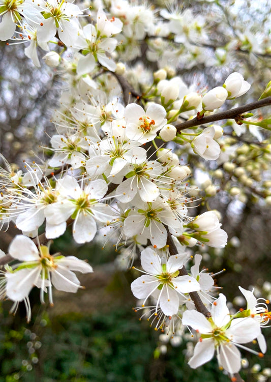 Postkarte Frühling