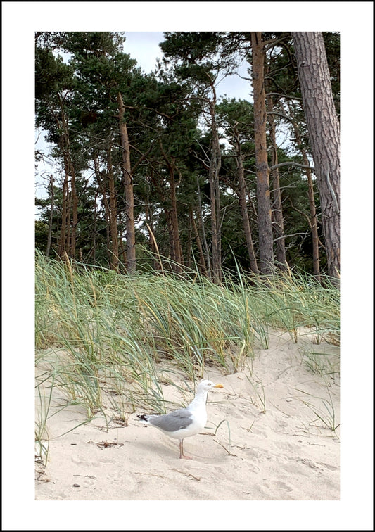 Postkarte Möwe