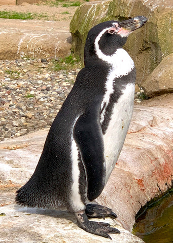 Postkarte Pinguin