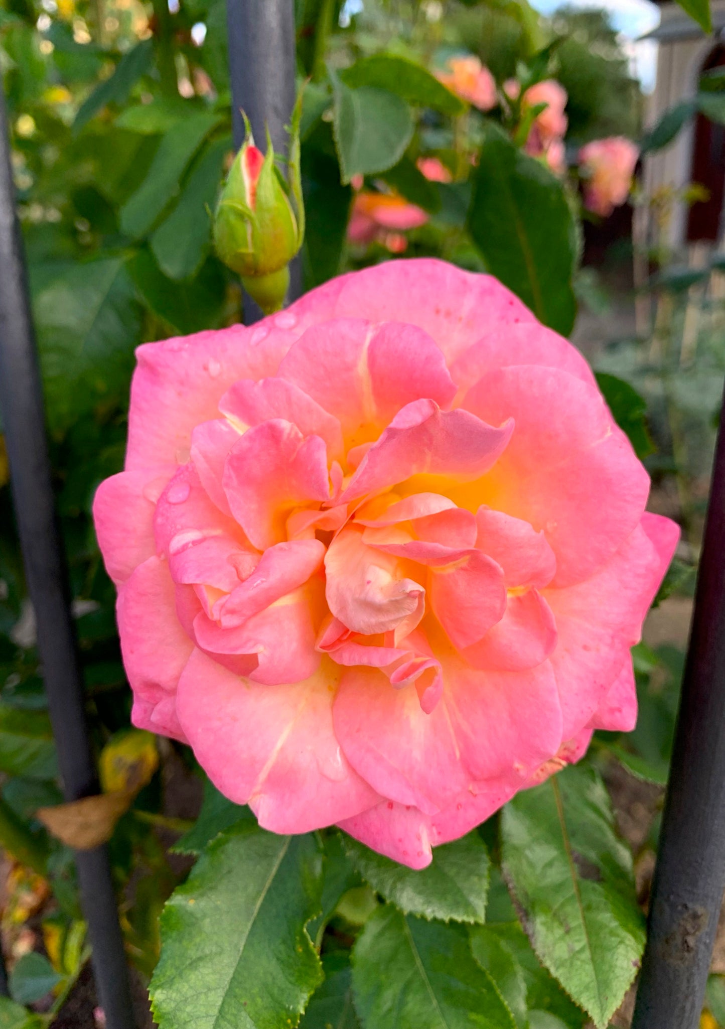 Postkarte Rose