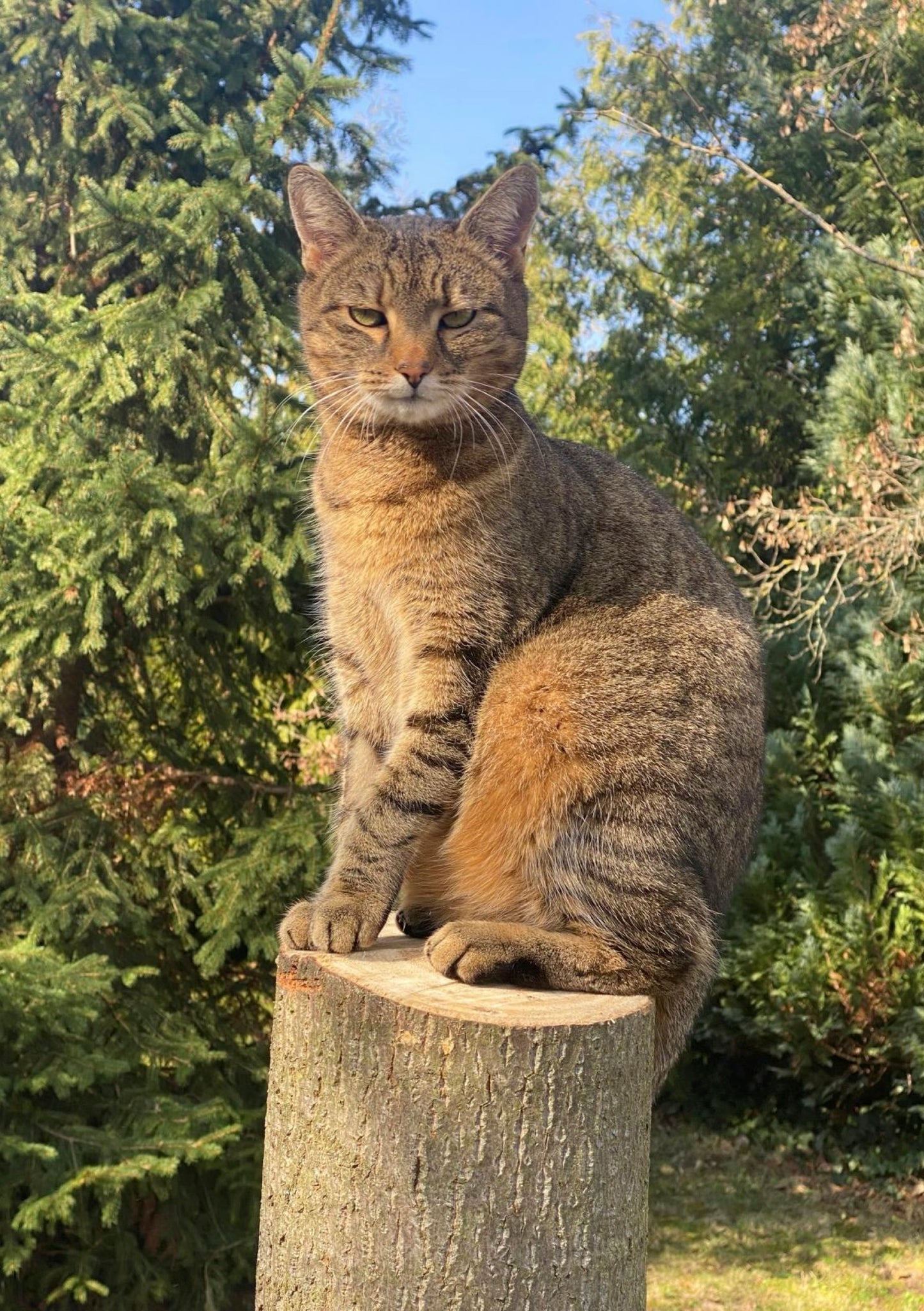 Postkarte Europäische Hauskatze – Tabby auf Baumstumpf