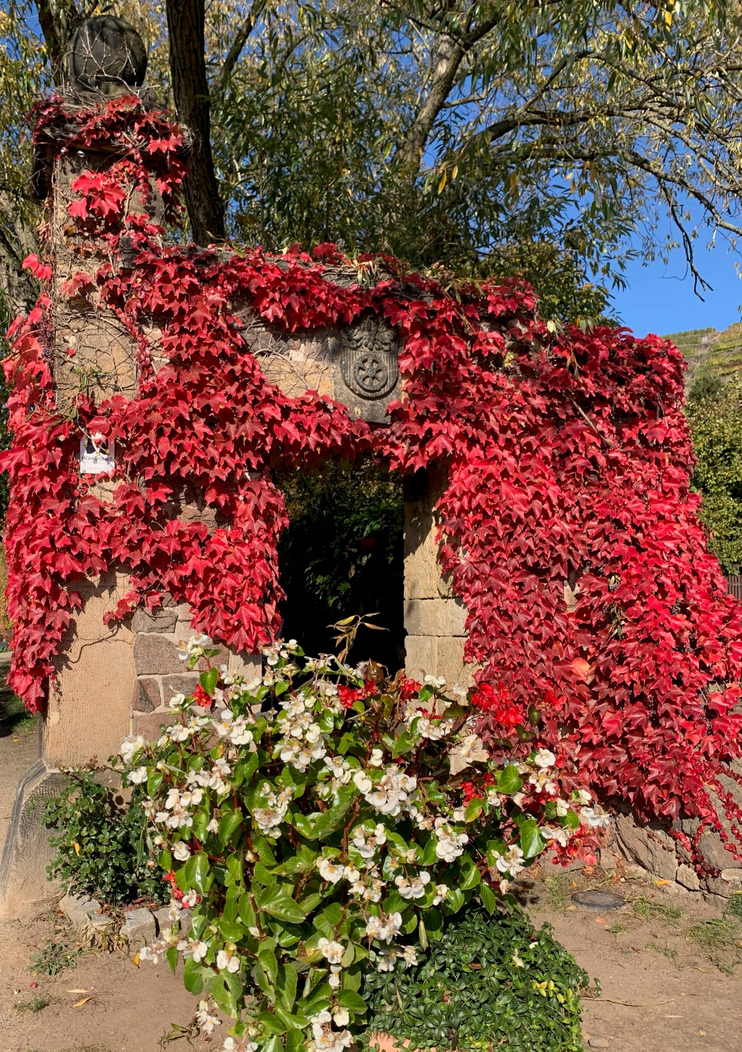 Postkarte rotes Weinlaub