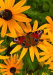 Postkarte Tagpfauenauge Schmetterling