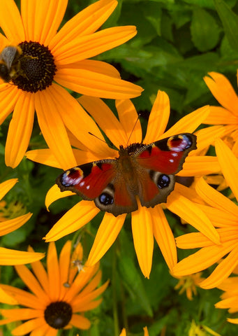 Postkarte Tagpfauenauge Schmetterling