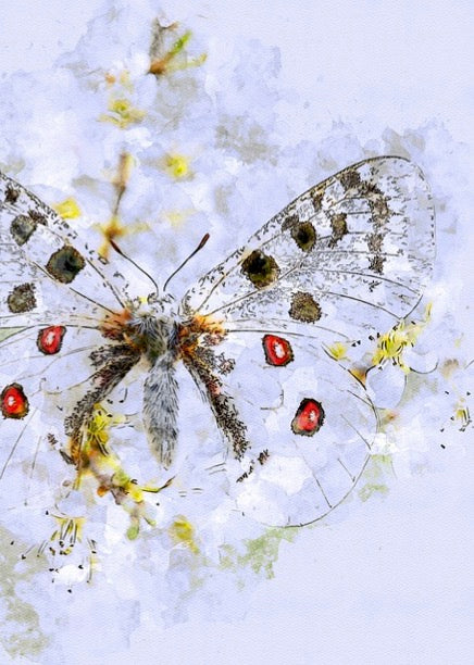 Notizbuch 'Aquarell Schmetterlinge'