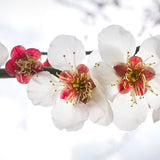 Das Kirschblütenwunderbaumfenster Teil 1 + 2